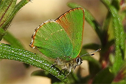 Callophrys